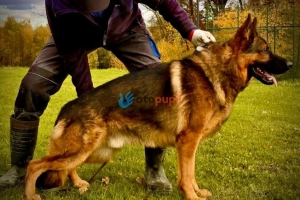 Owczarek niemiecki ZKwP FCI